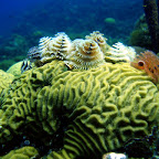Caraibes Macros