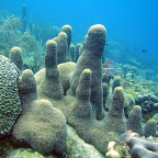 Carabes coraux, ponges