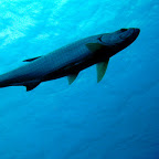 Caraibes - poissons