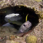 reef ball