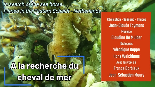 A la recherche du cheval de mer