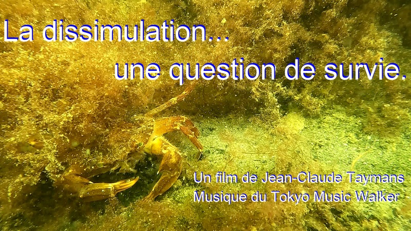 La dissimulation, une question de survie