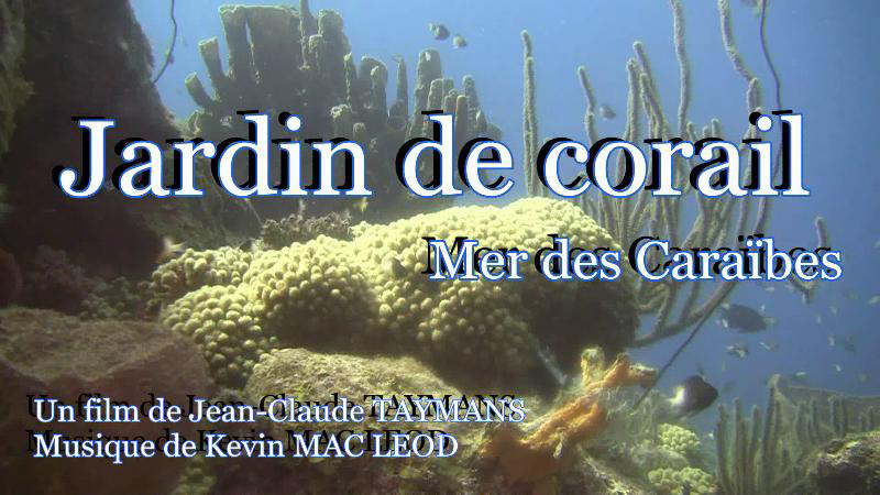 Jardin de corail - Mer des Carabes
