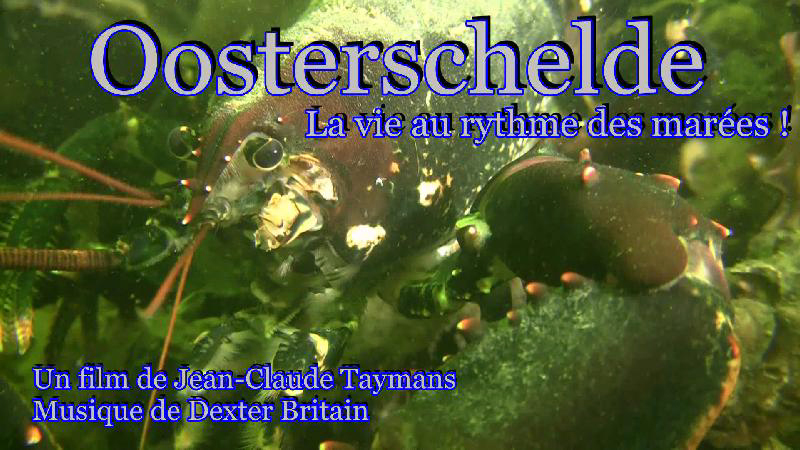 La vie au ryhme des mares