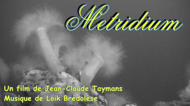 Metredium