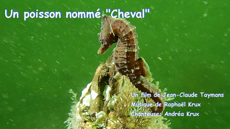 Un poisson nomm cheval